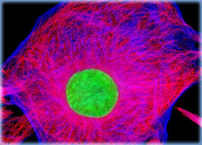 Rat Kidney Mesangial Cells (RMC Line)