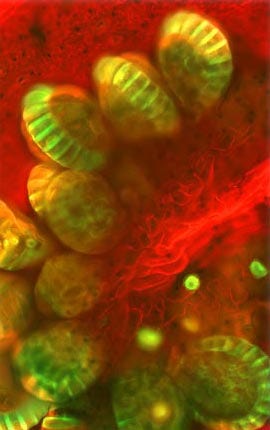 Fern Spores | Evident Scientific