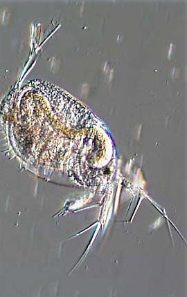 Water Flea (Simocephalus)