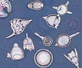 Radiolarians