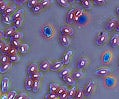 Amphibian Blood Cells