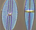 Diatoms
