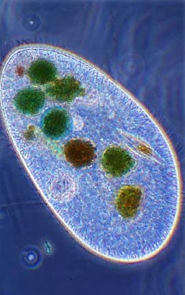 Paramecium