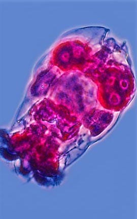 Rotifers