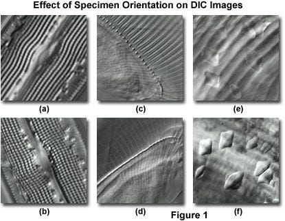 Specimen Orientation Effects on DIC Images