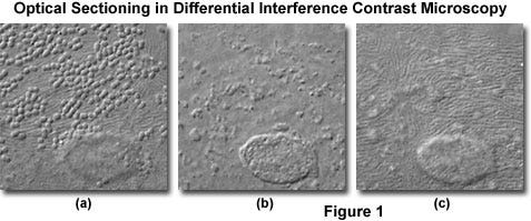 Optical Sectioning in DIC Microscopy