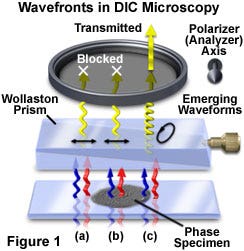 DIC Wavefront Relationships and Image Formation