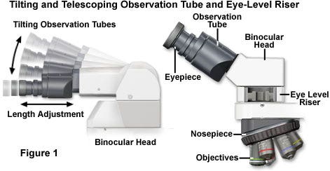 Ergonomic Eyepiece Observation Tubes