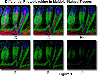 Photobleaching