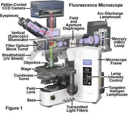 Reflected Light Fluorescence Microscopy