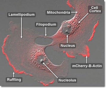 Human Glioblastoma Epithelial Cells with mCherry Actin