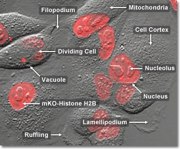 Cell Division in Epithelial Tissue