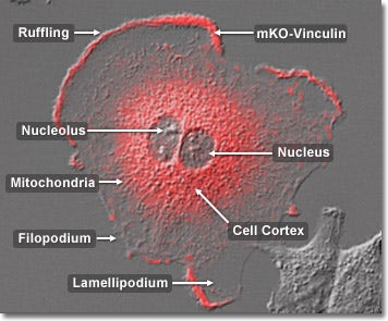 Focal Adhesions in Epithelial Tissue