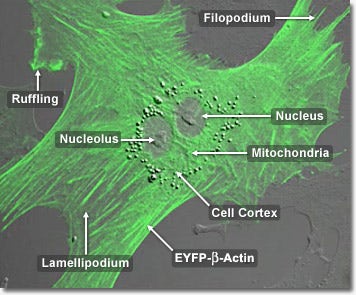 African Mongoose Cells with EYFP Actin