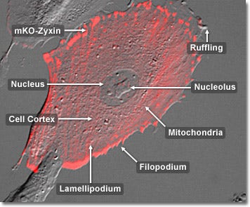 Gray Fox Lung Fibroblast Cells with mKusabira Orange Zyxin