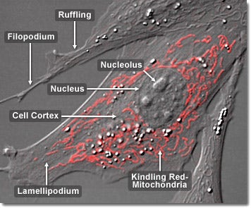 Gray Fox Lung Fibroblast Cells with Kindling Red Mitochondria