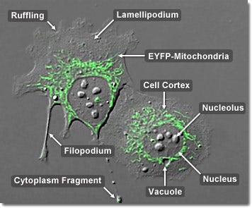 Human Osteosarcoma Epithelial Cells with EYFP Mitochondria