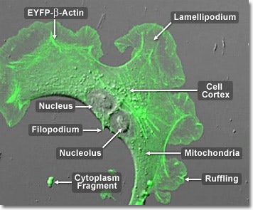 Actin Mobility in Epithelial Cells