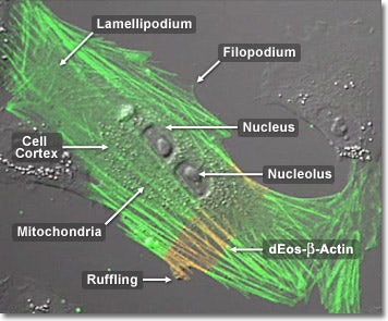 Gray Fox Lung Fibroblast Cells with dEos Actin