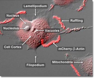 Actin Mobility in Epithelial Cells