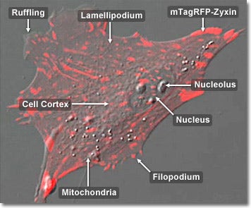 Focal Adhesions in Fibroblast Cells