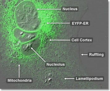 Human Osteosarcoma Epithelial Cells with EYFP ER