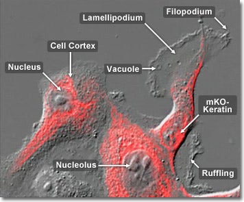 Rabbit Kidney Epithelial Cells with mKusabira Orange Keratin