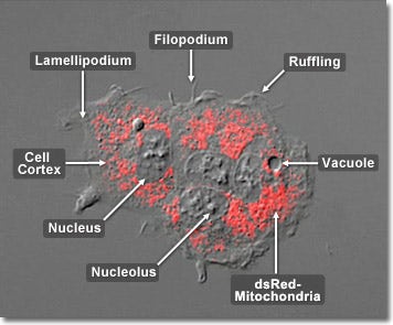 Baby Hamster Kidney Cells with DsRed Mitochondria