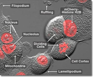 Cell Division in Epithelial Tissue