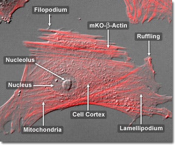 Actin Mobility in Fibroblast Cells