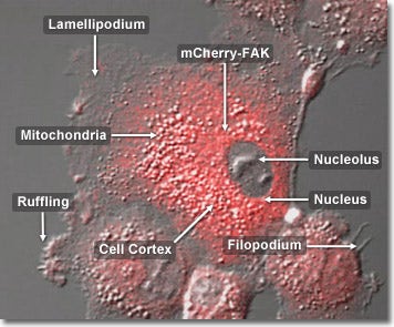 Rabbit Kidney Epithelial Cells with mCherry FAK