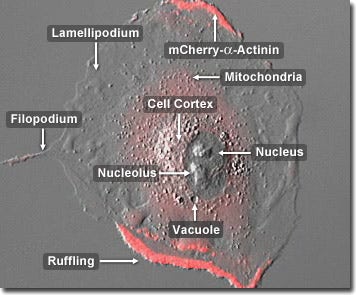 Alpha-Actinin Mobility in Epithelial Cells