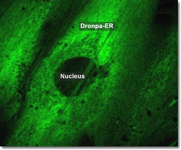 Rat Thoracic Aorta Cells with Dronpa ER