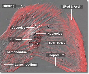 Rat Thoracic Aorta Cells with JRed Actin