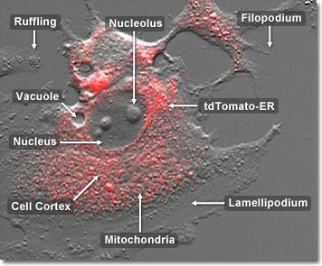 Rabbit Kidney Epithelial Cells with tdTomato ER