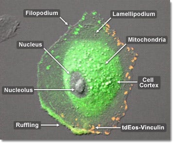 Rabbit Kidney Epithelial Cells with tandem-dimer Eos Vinculin