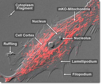 Tracking Mitochondria in Fibroblast Cells