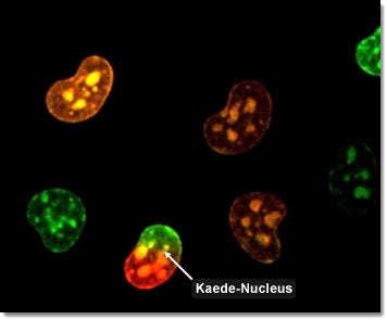 Baby Hamster Kidney Cells with Kaede Nucleus Fluorescence