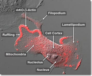 Actin Mobility in Epithelial Cells