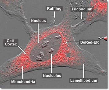 Human Osteosarcoma Epithelial Cells with DsRed ER