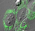 Human Osteosarcoma Epithelial Cells with EYFP Mitochondria