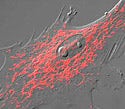 Gray Fox Lung Fibroblast Cells with mKO Mitochondria