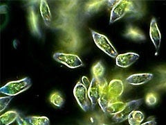 uglena rostrifera Video