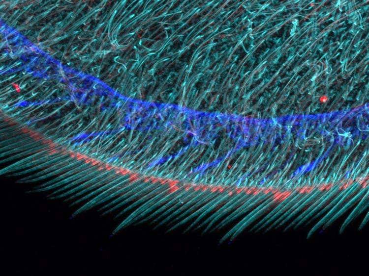 Edge image of a Drosophila wing