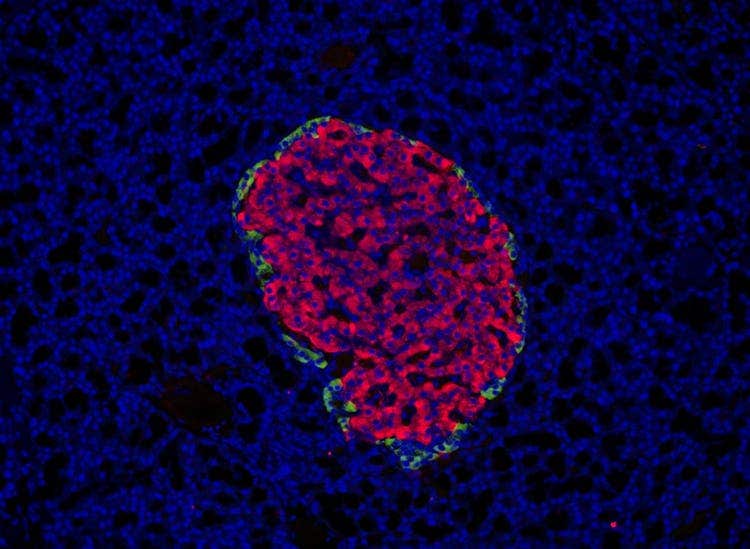 Rat Pancreas. Stain: DAPI AF555 Cy5