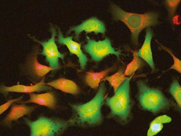 Clear Views with a Wide Range of Fluorescence Dyes