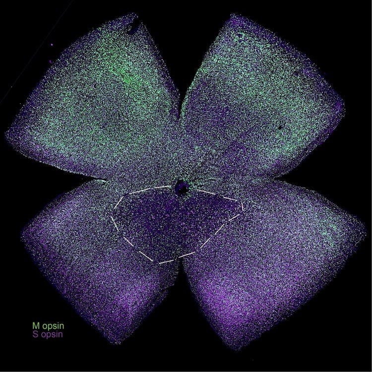 Mouse retina flat mount stained with anti S-ospin and M-opsin antibodies. Image captured using the APX100 microscope.