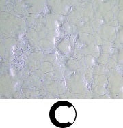 Inverted Metallurgical Microscope GX53 | Evident Scientific | Olympus