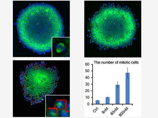 Ready-to-Use 3D Cell-Based Assays