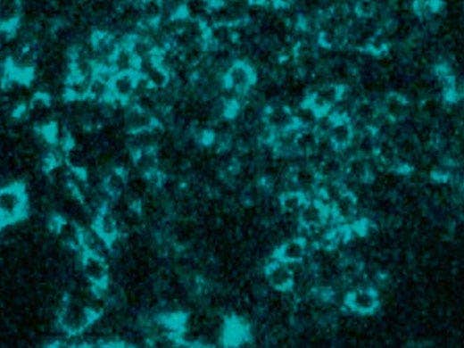 CHO cells